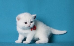 Белые британцы: фото британских белых котов, кошек, котят  